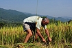 Vietnam viaggi fotografici il raccolto dorato delle risaie terrazzate