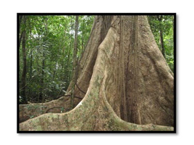 il-parco-nazionale-di-nam-cat-tien-la-giungla-piu-intatta-a-sud-vietnam