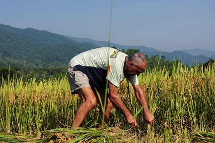 vietnam-viaggi-fotografici-il-raccolto-dorato-delle-risaie-terrazzate